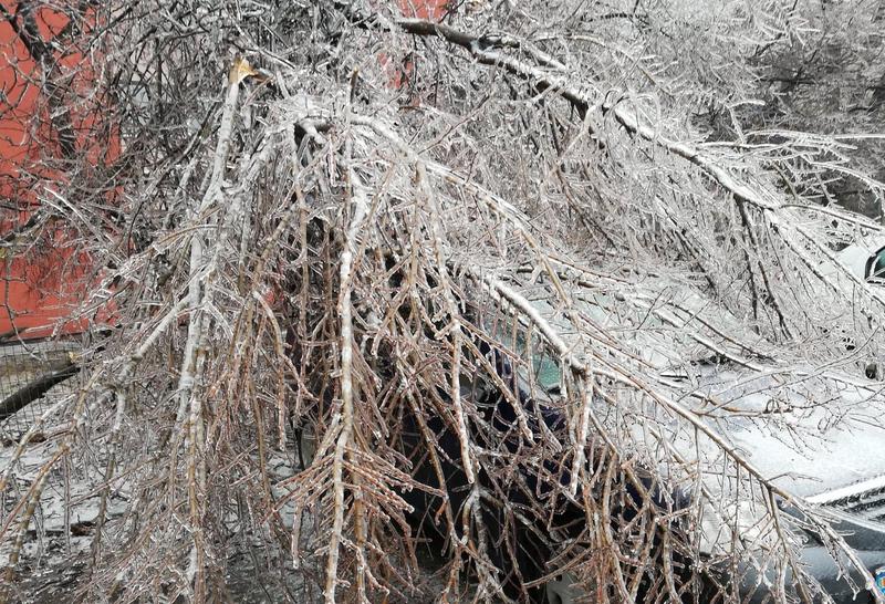 copaci cazuti peste masini, Foto: Hotnews