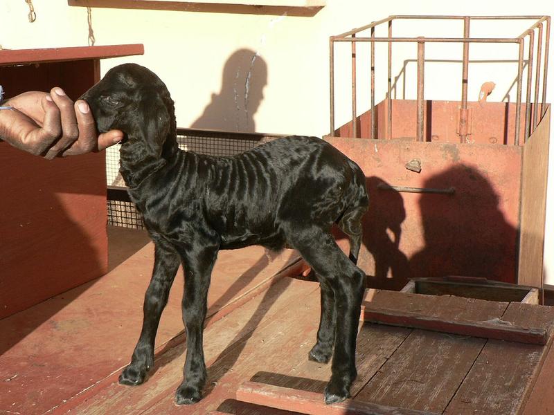 miel Caracul, Foto: Wikipedia