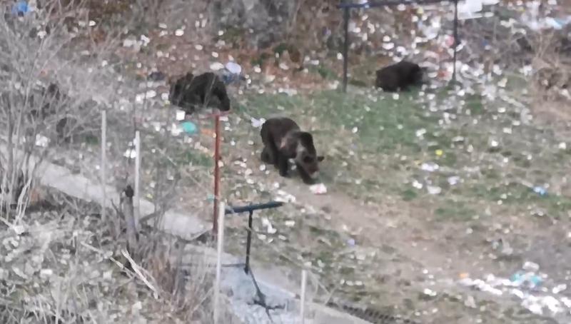 Ursoaica cu pui, Foto: Captura YouTube