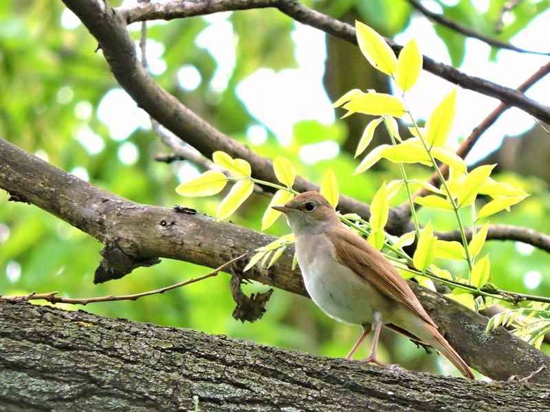 ​​Noaptea Privighetorilor la Iași, Foto: Societatea Ornitologica Romana