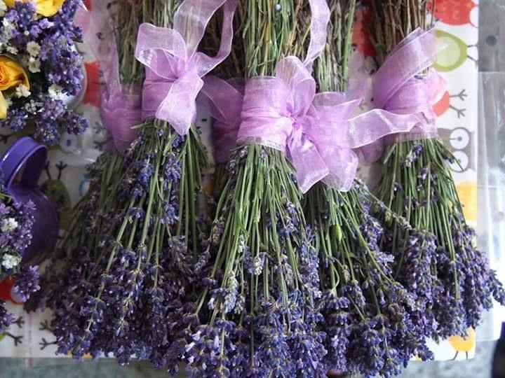 Grădina cu Artiști, Foto: Poster