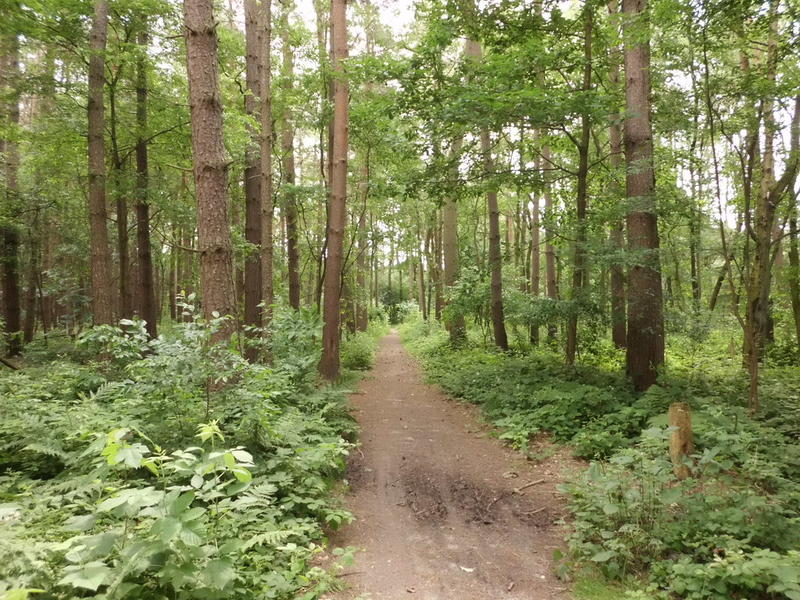 Pădure, Foto: Flickr