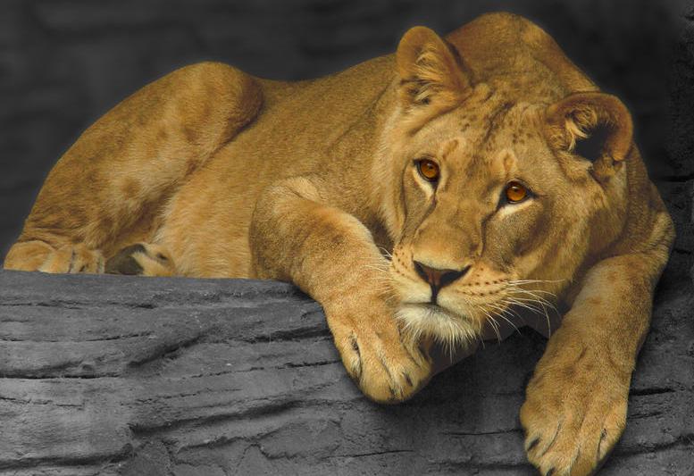 Leoaică, Foto: Wikipedia