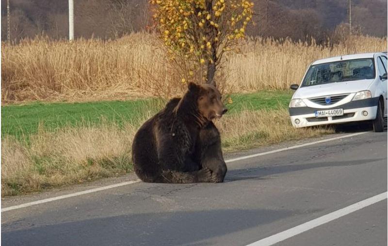 Urs lovit de masina, Foto: DRDP Iasi