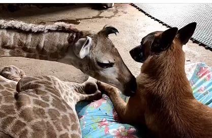 prietenia dintre o girafa si un caine, Foto: Captura video