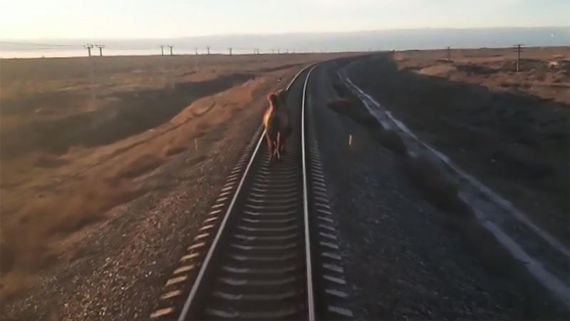 Camila pe sina de tren, in Rusia , Foto: Captura