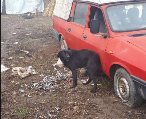 Ornitologii au pierdut inca una dintre pasarile monitorizate, Foto: Societatea Ornitologica Romana