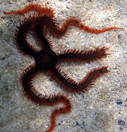 stea de mare, Foto: Hotnews