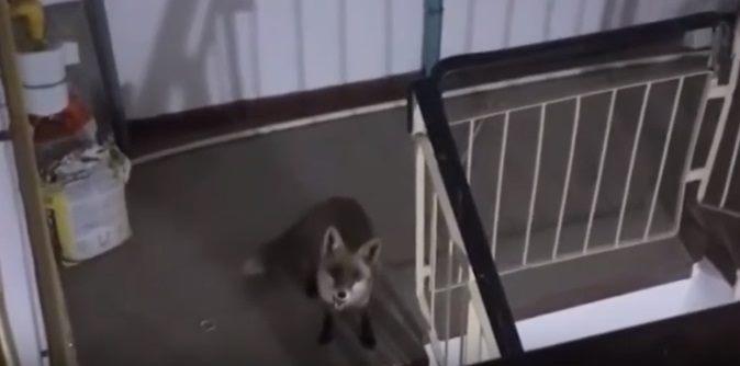 vulpe in bloc, Foto: Captura