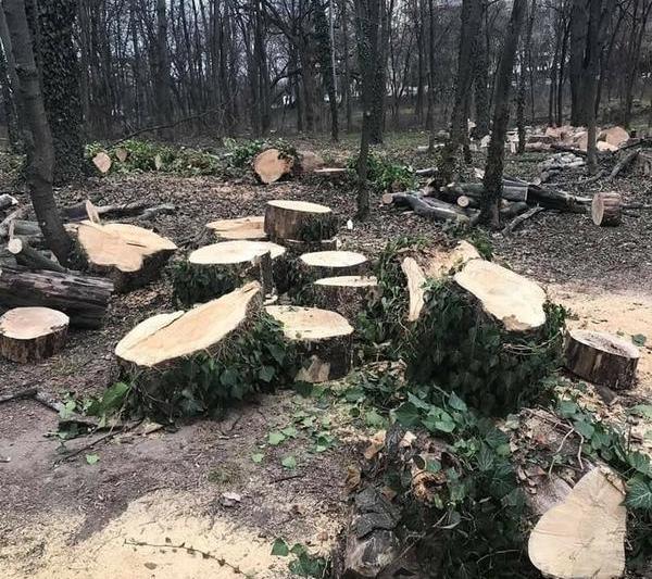 Defrisari Parcul Herastrau, Foto: Facebook/ Ministerul Mediului - Romania