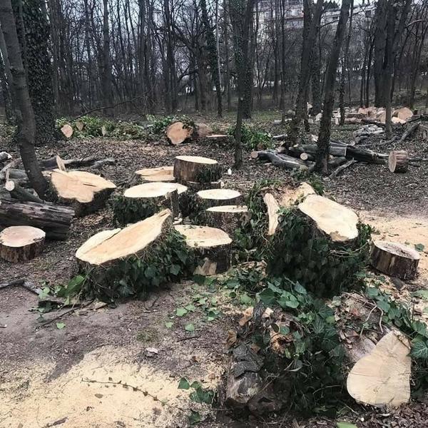 Defrisari Parcul Herastrau, Foto: Facebook/ Ministerul Mediului - Romania