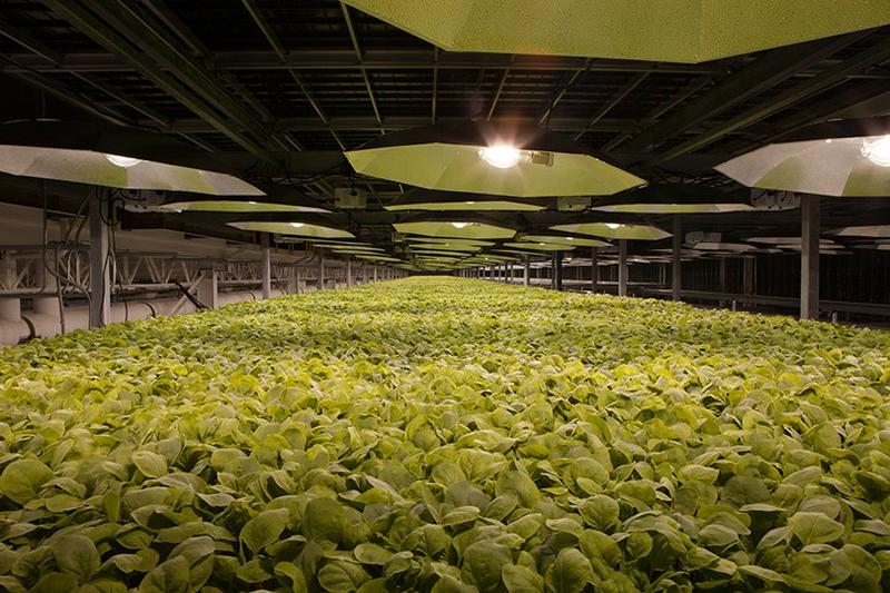 Plante de tutun - KBP, Foto: BAT