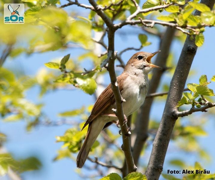 Privighetoare roscata - foto Alex Birau, Foto: Societatea Ornitologica Romana