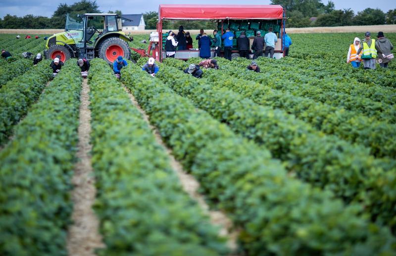Culegatori de capsuni, Foto: JENS BUTTNER / AFP / Profimedia