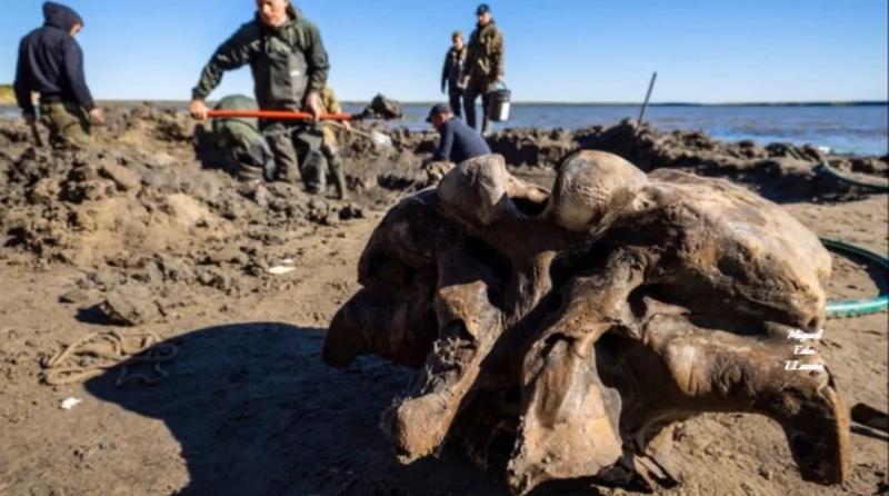 Schelet de mamut descoperit in Rusia, Foto: Captura YouTube