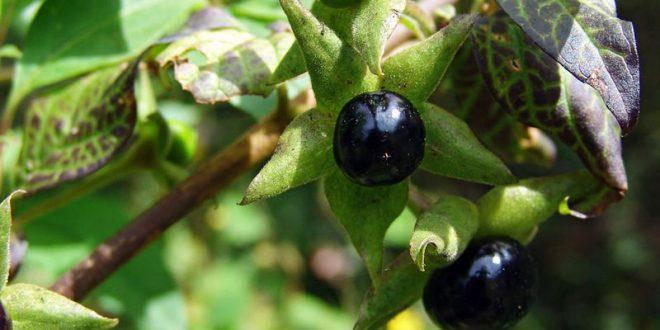 Fructe de Matraguna, Foto: AgroPost