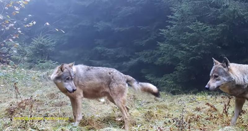 Lupi in Piatra Craiului, Foto: Captura video Facebook