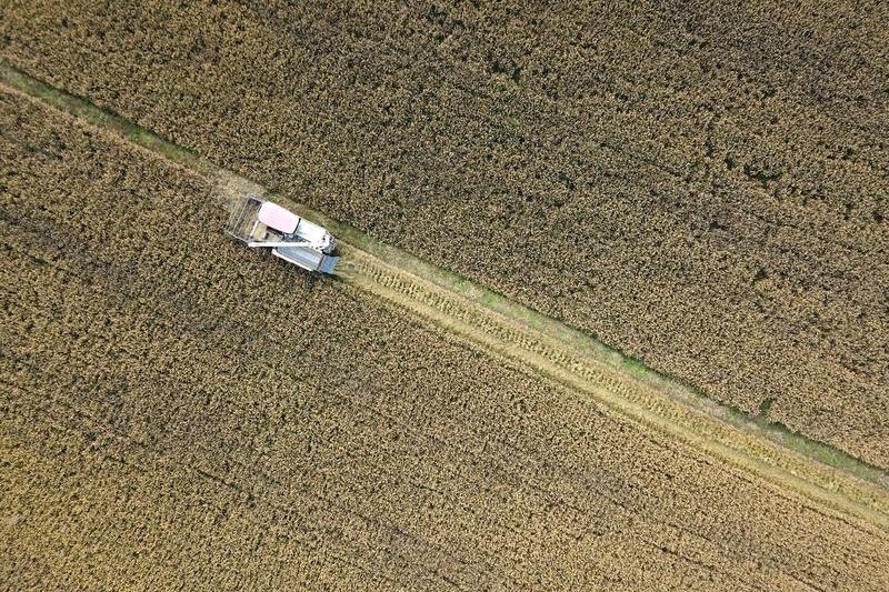 Recolta de orez in China, Foto: Liu Junxi / Xinhua News / Profimedia Images