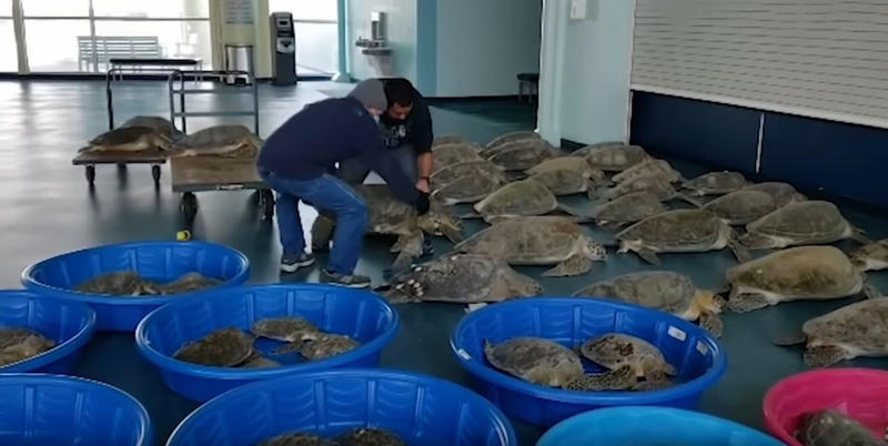 Testoasele salvate in Texas, Foto: Captura YouTube