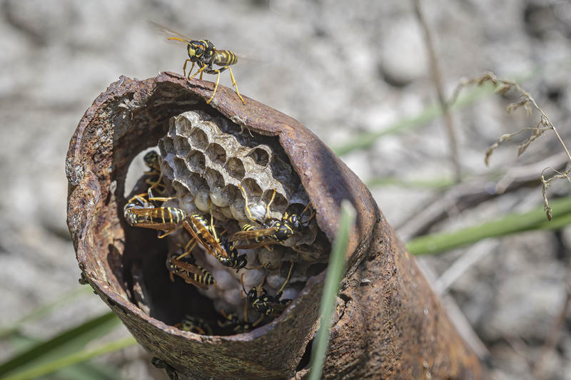 Insecte, Foto: Adrian Ruicanescu