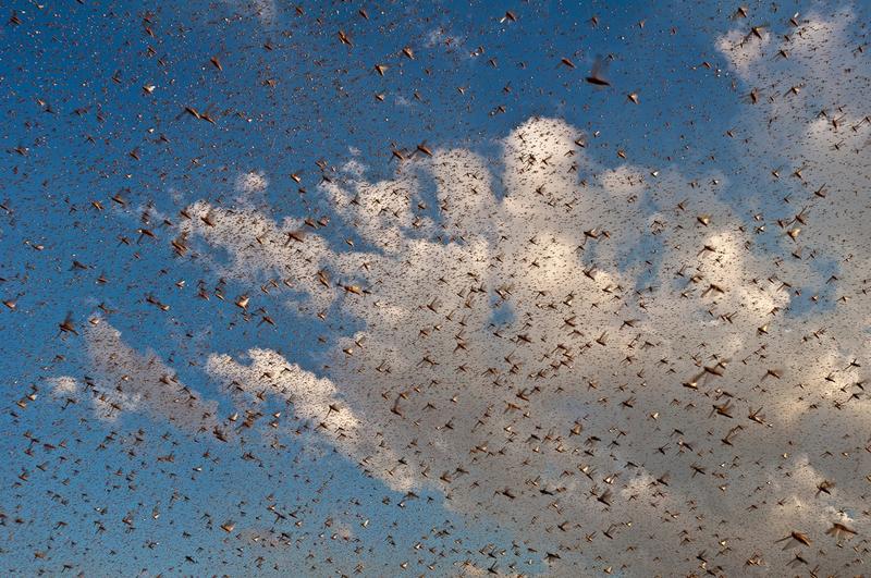 Roi de lacuste, Foto: Jam Press-Michele Martinelli / Splash / Profimedia
