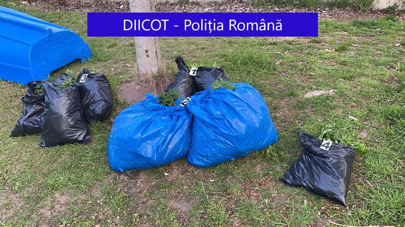 Prinsi cand incercau sa arunce in Dunare saci cu cannabis, Foto: diicot.ro