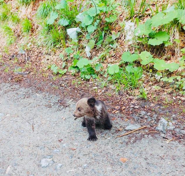 pui de urs, Foto: IGPR