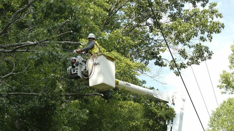 Toaletare arbori, Foto: Flickr/ FirstEnergy Corp.