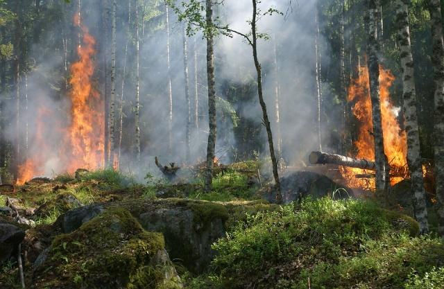 Incendiu padure Bulgaria, Foto: novinite.com