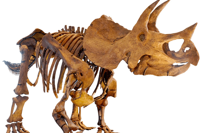 Triceratops, Foto: Wikipedia