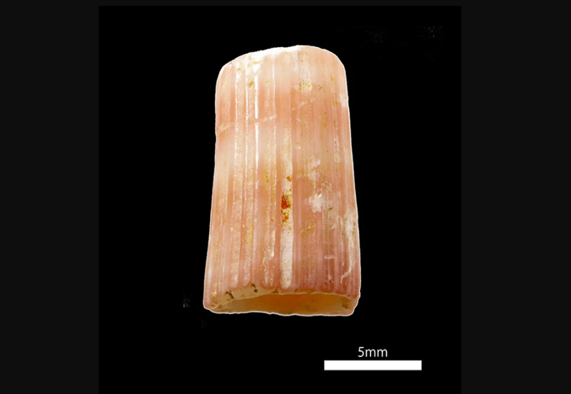 cea mai veche piesa de bijuterie colorată artificial, Foto: Okinawa Prefectural Museum & Art Museum