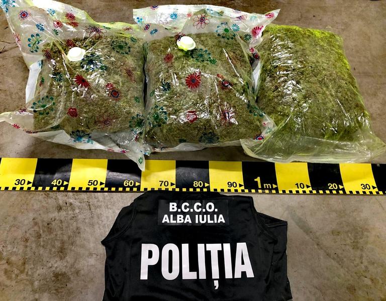 Cannabis, Foto: diicot.ro