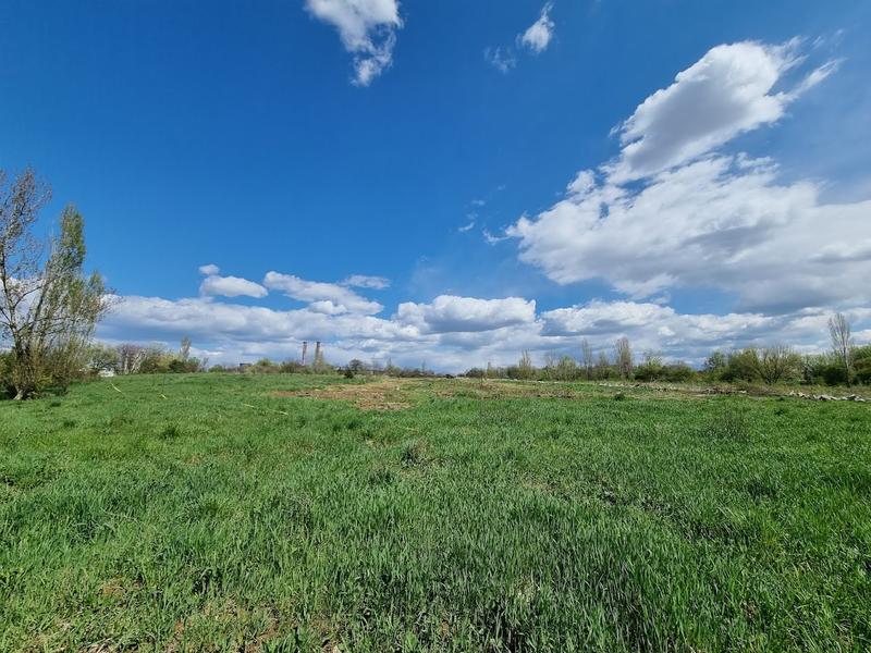 Defrișare Parcul Grozăvești, Foto: Hotnews