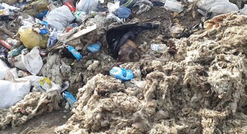 Resturi de animale în descompunere aruncate pe câmp, în judeţul Ialomiţa, Foto: Captură video Facebook