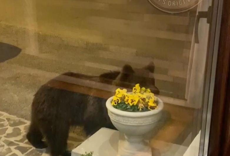 Urs langa un restaurant din Predeal, Foto: Captura