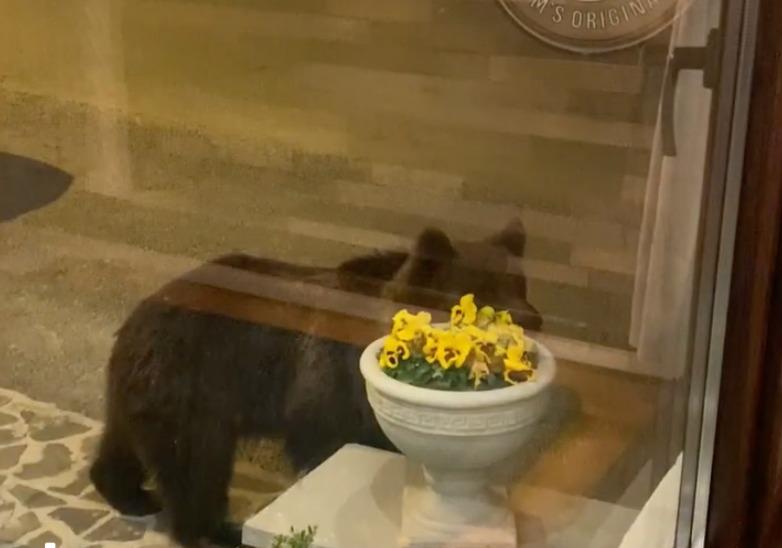 Urs langa un restaurant din Predeal, Foto: Captura