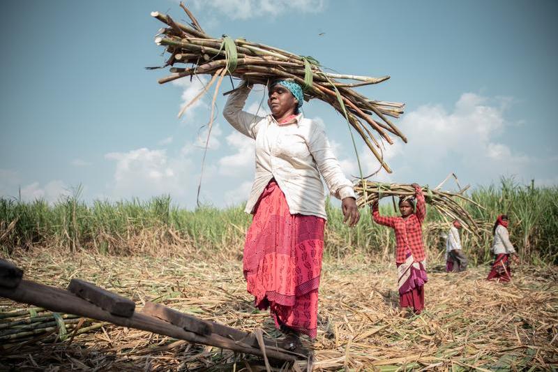 femeile din India isi scot uterul pentru a culege eficient trestia de zahar, Foto: Chloe Sharrock / Zuma Press / Profimedia Images