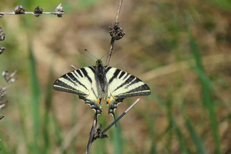 Fluture - Coada randunicii, Foto: Asociatia Parcul Natural Vacaresti