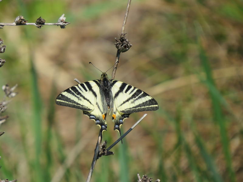 Fluture - Coada randunicii, Foto: Asociatia Parcul Natural Vacaresti