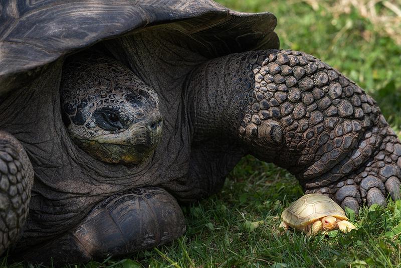 Exemplar albinos rar de ţestoasă gigantică de Galapagos, Foto: Tropiquarium de Servion