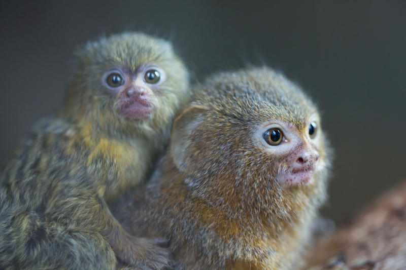 Maimuțe marmoset, Foto: DreamsTime