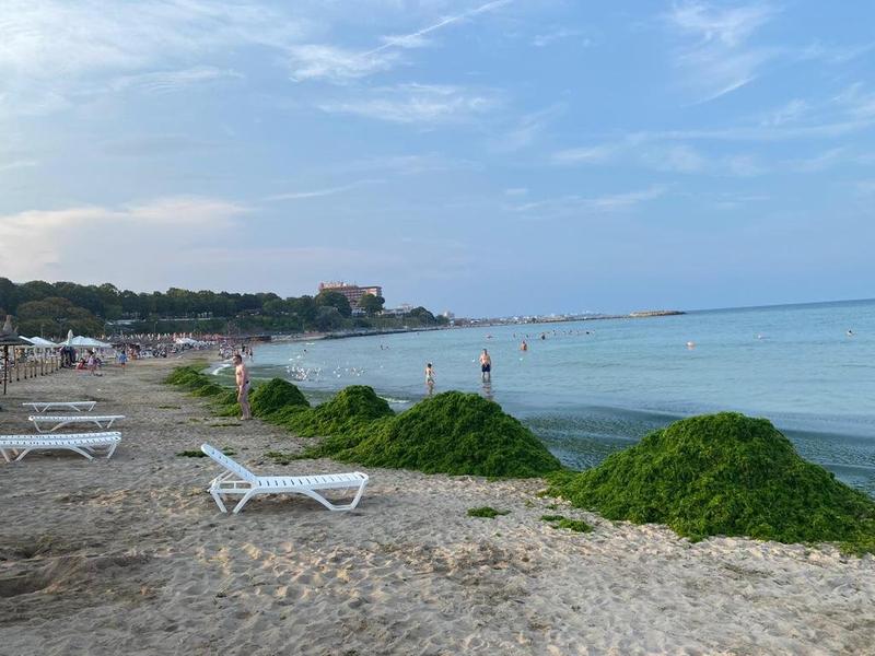 Alge pe plajele liroralului românesc, Foto: Facebook Apele Române Dobrogea Litoral