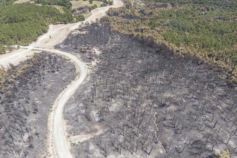 După incendiul de pădure din parcul naţional Dadia, din Grecia, Foto: Nicolas Economou/NurPhoto / Shutterstock Editorial / Profimedia