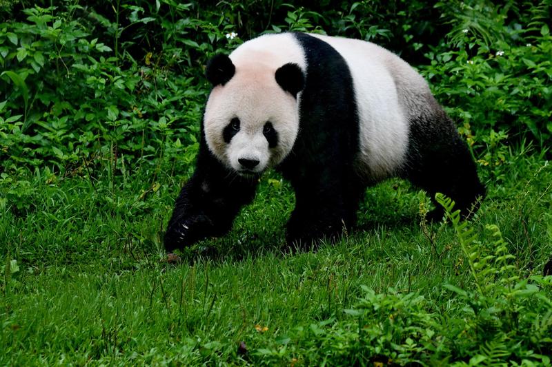 Urs panda, Foto: CHINE NOUVELLE / Sipa Press / Profimedia