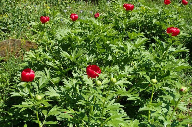 Bujori, Foto: Gradina Botanica Bucuresti