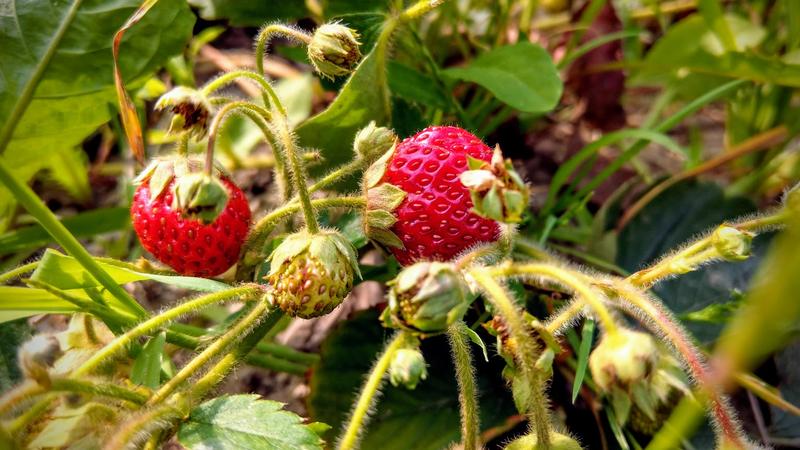 Căpșuni, Foto: HotNews.ro / Victor Cozmei