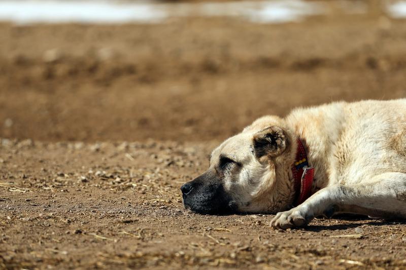 Câine din rasa Kangal, Foto: Emrah Gurel / AP / Profimedia