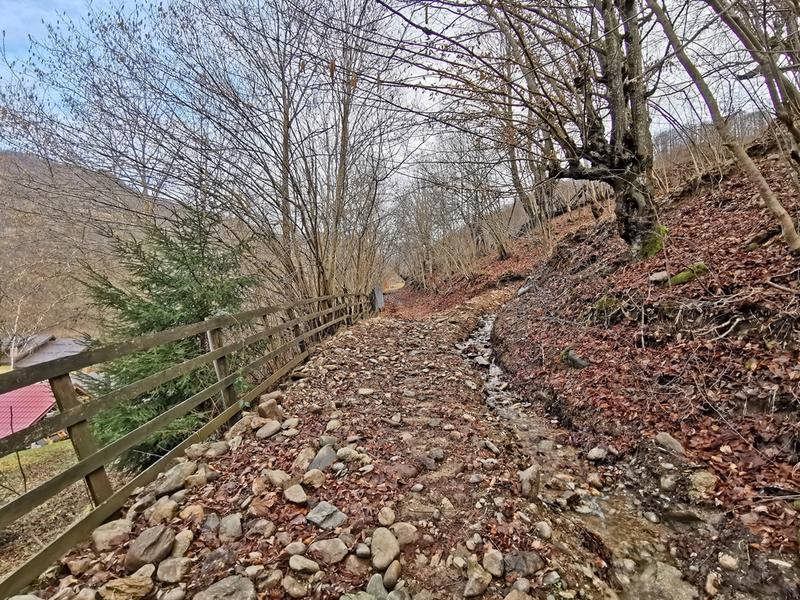 Drum prin padure, Foto: Adrian Ilincescu/ HotNews.ro