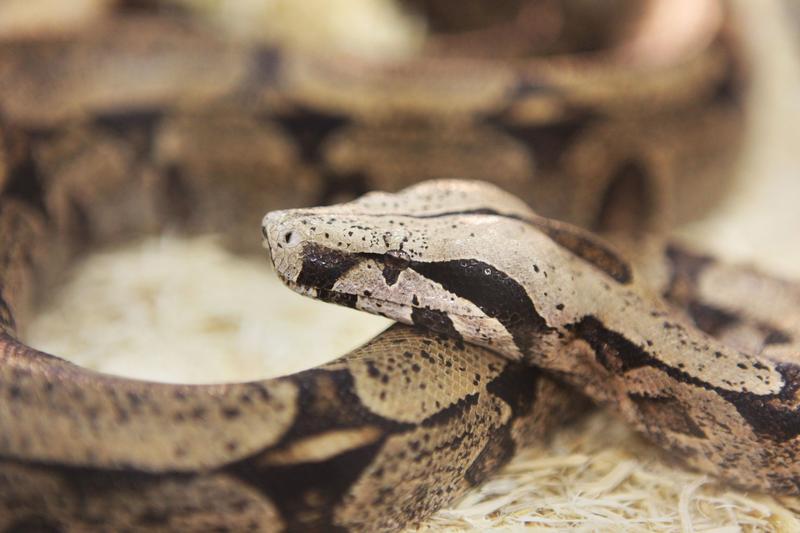 sarpe Boa constrictor, Foto: Creative Touch Imaging Ltd/NurPhoto / Shutterstock Editorial / Profimedia