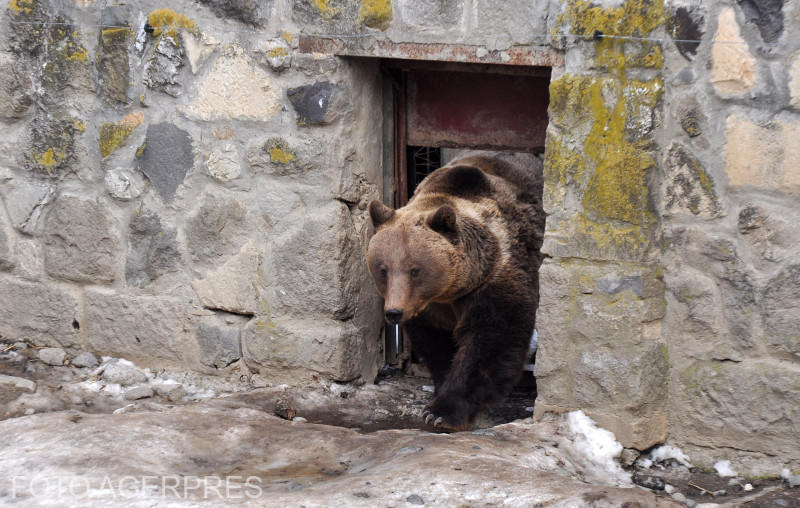 Urs din semi-rezervatia naturala de la Gradina Zoologica din Targu Mures, Foto: AGERPRES